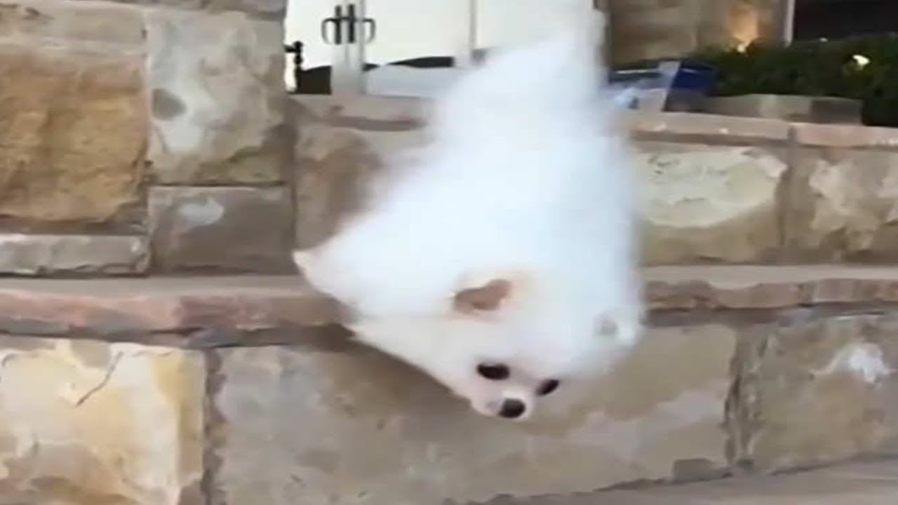 вї Cute Funny Puppies Falling Down Stairs Compilation Hd Dogs Experts