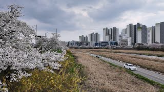 충청북도 청주시 무심천 남사교 2024년 벚꽃 만개 풍경