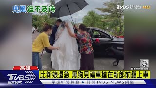 比新娘還急!!黑狗見禮車搶在新郎前鑽上車｜TVBS新聞