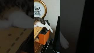 猫は暖かい場所見つけるの得意❗