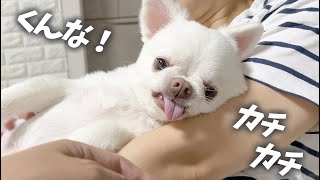 ママとの戯れに割込むとカチカチと音を鳴らし豹変する犬ｗチワワのコハク