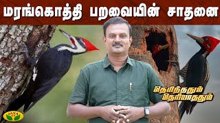 கோடாரியின் கண்டுபிடிப்புக்கு காரணம் மரங்கொத்தி பறவை | தெரிந்ததும் தெரியாததும் | Jaya Tv