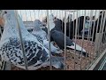 gołębie pigeons targ jedliŃsk andrzej w. 23.02.2025 cz.1 2💥gołębie jasne i wyszwance andrzeja radom