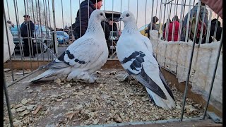 Gołębie pigeons targ JEDLIŃSK Andrzej W. 23.02.2025 cz.1/2💥Gołębie jasne i wyszwance Andrzeja Radom