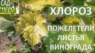 Хлороз винограда. Пожелтение листьев винограда. как бороться