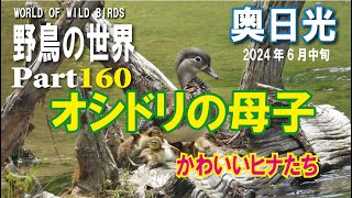 野鳥の世界Part160　オシドリの母子2024年6月