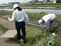 奈良県桜井市　自然農法　乾田苗代の作り方4