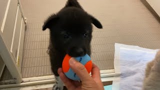 保護子犬 一くんと強二くん ボール遊びが上手です♪