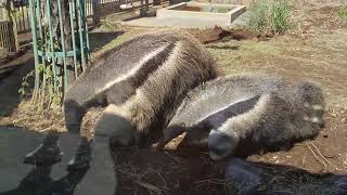 オオオリクイ　親子＠日本平動物園23.03.29