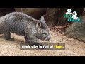 the fascinating world of wombat hi5obak wildlifeanimal animalbehaviour