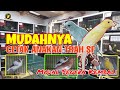 | Mudahnya Ternak Kenari Sf || CETAK ANAKAN CUKUP PAKAI BETINA LOKAL || Modal Cepat Kembali |