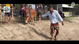 Cow unloading, cow videos,cow video,big cow,goru hamba cow,Gabtoli,Paragram[Ep -19](Kurbani Eid2022)