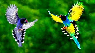 সবথেকে সুন্দর ২০টি পাখি | Top 20 Most Stunningly Beautiful Birds in the World | Amazing Birds