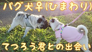 【vlog】パグ犬♀(ひまわり)てつろう君♂との出会い