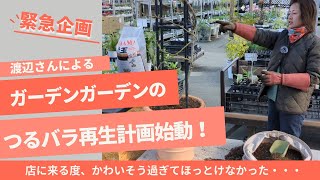 【バラ企画】可哀そうなバラ、もうほっとけない！つるバラ再生計画【萌え庭】