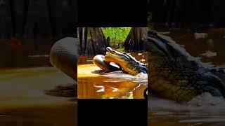 Alligator vs Snake: Epic Wildlife Battle.     #viral #viralshort #viralshorts #alligators #snakes