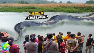 VIRAL Penampakan Ular RAKSASA NABAU Sepanjang 43 Meter Melenggak Lenggok di Sungai Kalimantan!!