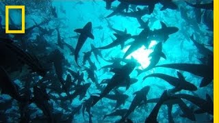 Onward: Visit the World's Largest Open-Ocean Fish Farm | National Geographic
