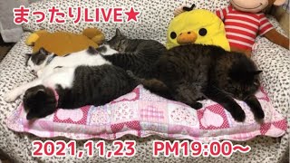 祝日の夜のまったりLIVE★19:00～【うちの子４にゃんず】