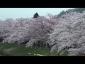 2014年4月28日　角館の桜開花状況 9