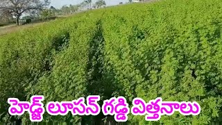 Hedge lucern seeds 9951493014 హెడ్జ్ లూసన్ గడ్డి విత్తనాలు