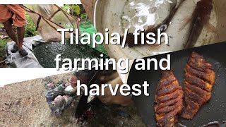 Our small scale tilapia farming