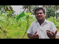 அத்திப்பழம் சாகுபடி முறைகள் a to z fig fruit agriculture verukku neer வேருக்கு நீர்