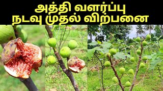 அத்திப்பழம் சாகுபடி முறைகள் A to Z | fig fruit agriculture | verukku neer  - வேருக்கு நீர்