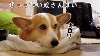 サラリーマンが１日中着用したシャツから離れたくないコーギー犬