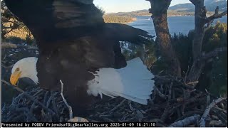 Jackie's two visits to the nest, fluff FOBBV CAM Big Bear Bald Eagle Live Nest Cam 1/Wide View Cam 2