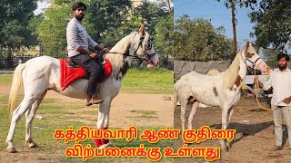 Kathiwari stallion for sale in vellore / வேலூரில் கத்தியவாரி ஆண் குதிரை விற்பனைக்கு உள்ளது