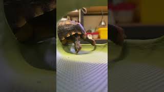 #Tail #cute #turtle #cherryheadtortoise #walking #陸龜 #櫻桃紅腿 #養龜日常 #雲養龜 #皮皮 #訂閱按讚開啟小鈴鐺