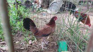 Pure Yellow Legged Hatch - Authentic Herman Pinion backyard breeding