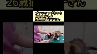 「撫でれ」が可愛すぎる26歳猫のナナさん#shorts 【長寿猫ナナさん】