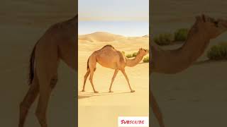 🤯ചത്ത ഒട്ടകത്തെ 🐪 തൊട്ടാൽ പൊട്ടിതെറിക്കും#shorts #animals