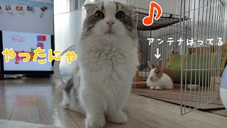 うさぎと仲良くなりたい猫にチャンスがきましたw