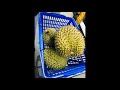 รีวิว วิธีการปอกทุเรียนแช่แข็ง review how to peel frozen durian