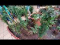 go green panvel s biggest nursery bonsai tree pantree restaurant succulent indoor pots