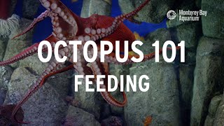 Octopus 101 | Feeding!