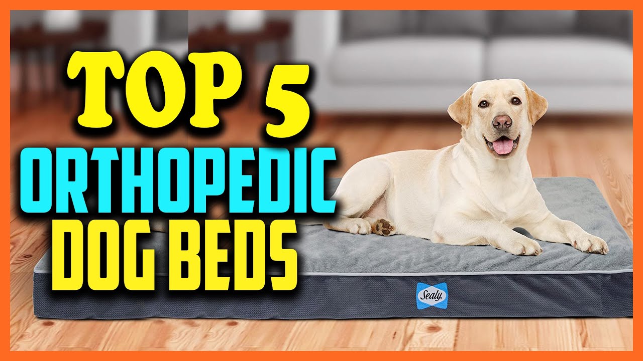 Top 5 Best Orthopedic Dog Beds Reviews 2022 - YouTube