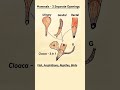 cloaca 3 in 1 opening biology zoology