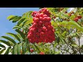 Identifying the Rowan Tree, Sorbus Sp