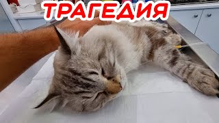 Кот упал с балкона 4 этажа. Удастся ли выжить?