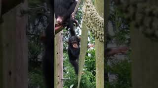 Adorable Baby Chimpanzee Dangles From Great Heights!