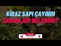 kİraz sapi Çayinin muhteŞem faydalari kiraz sapı Çayı nasıl demlenir kiraz sapının faydaları