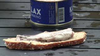 Nuorgam - Kotka: Kaitsu vs. Surströmming