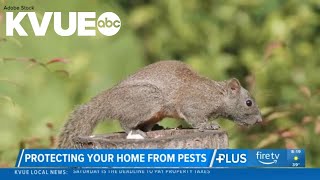 How to protect your home from pests during winter