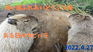 袖ヶ浦ふれあいどうぶつ縁 ある日のカピバラ広場　2022年4月27日