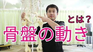 「骨盤はどう動くのか!?」枚方市 大黒整体整骨院