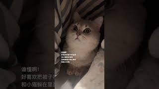 好喜欢和小猫一起躲在被子里 萌宠出道计划 蓝金渐层 吸猫